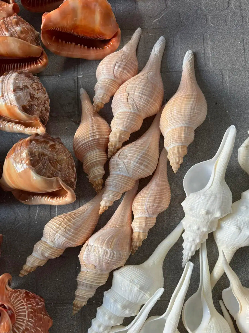 Natural Sea Shells for Decor | Large 15-22 cm | Resort & Coastal