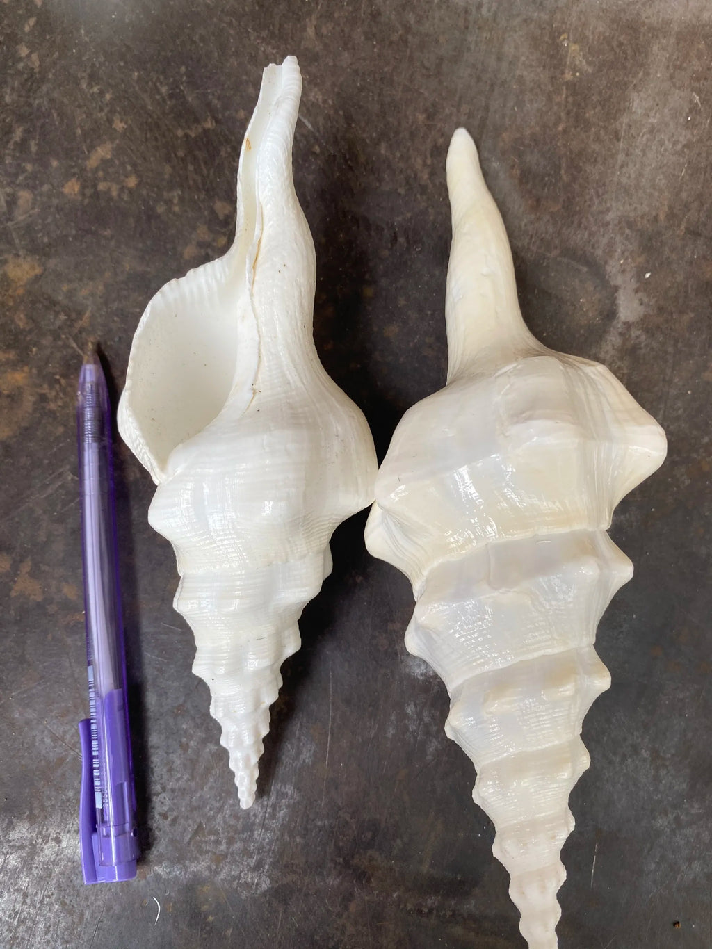 Natural Sea Shells for Decor | Large 15-22 cm | Resort & Coastal