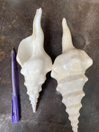 Natural Sea Shells for Decor | Large 15-22 cm | Resort & Coastal