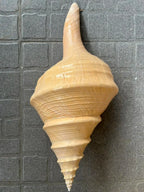 Natural Sea Shells for Decor | Large 15-22 cm | Resort & Coastal