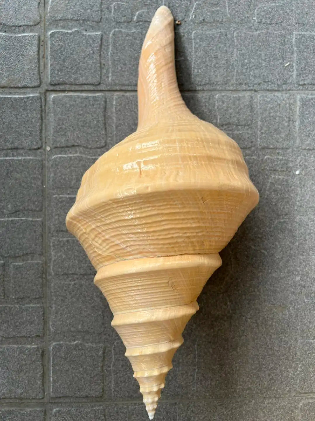 Natural Sea Shells for Decor | Large 15-22 cm | Resort & Coastal