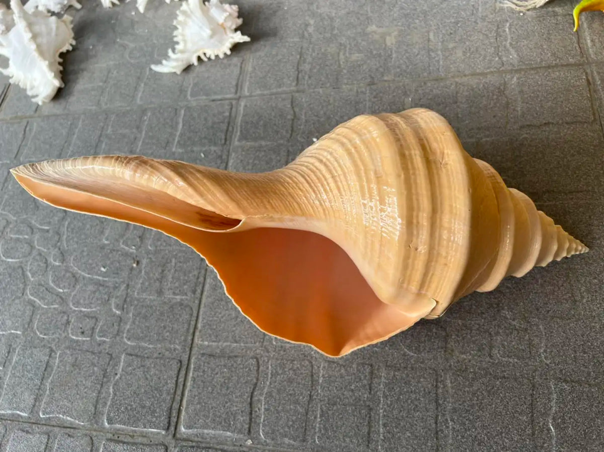 Natural Sea Shells for Decor | Large 15-22 cm | Resort & Coastal
