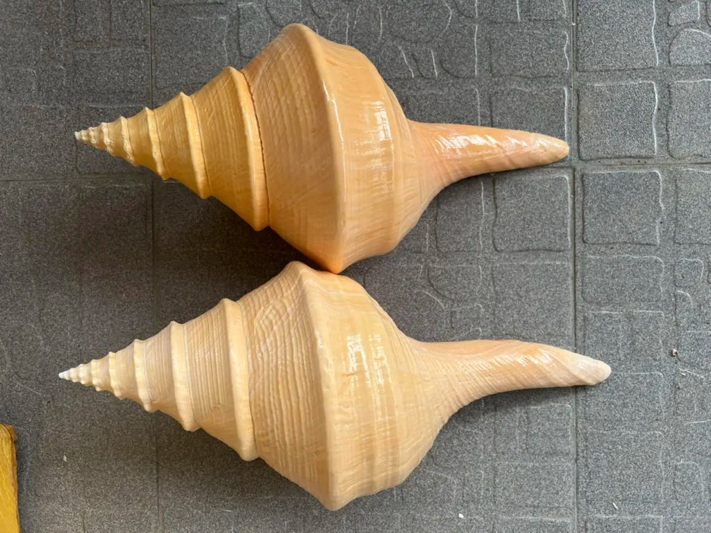 Natural Sea Shells for Decor | Large 15-22 cm | Resort & Coastal