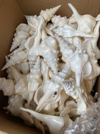 Natural Sea Shells for Decor | Large 15-22 cm | Resort & Coastal