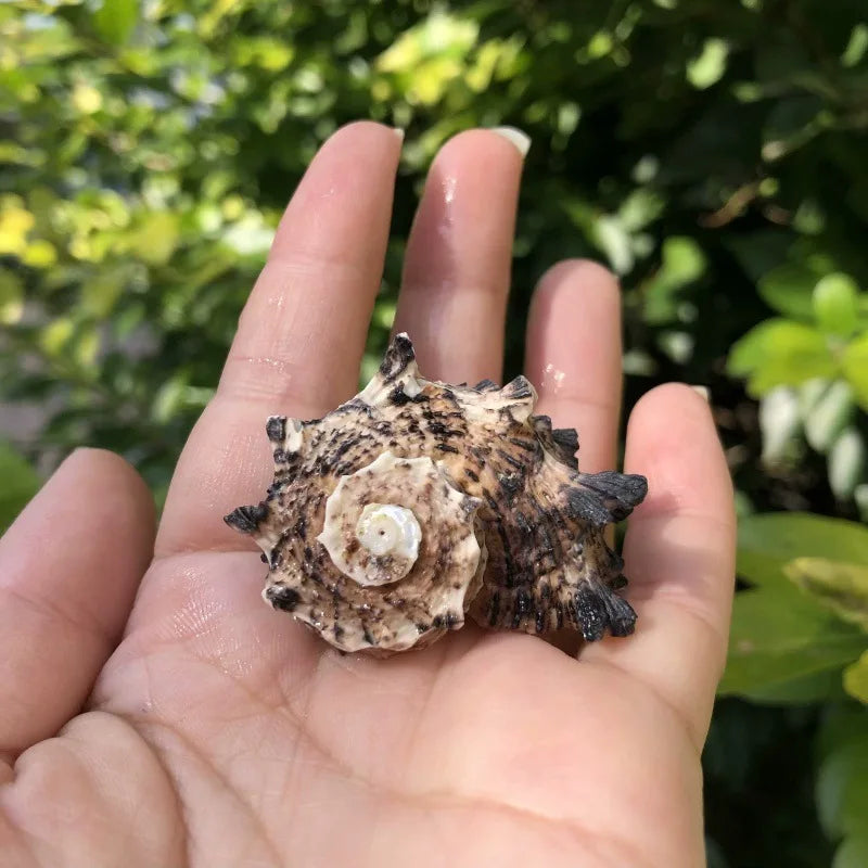 Polished Natural Shells 1.6 Inch | Bulk MOQ 1 pc