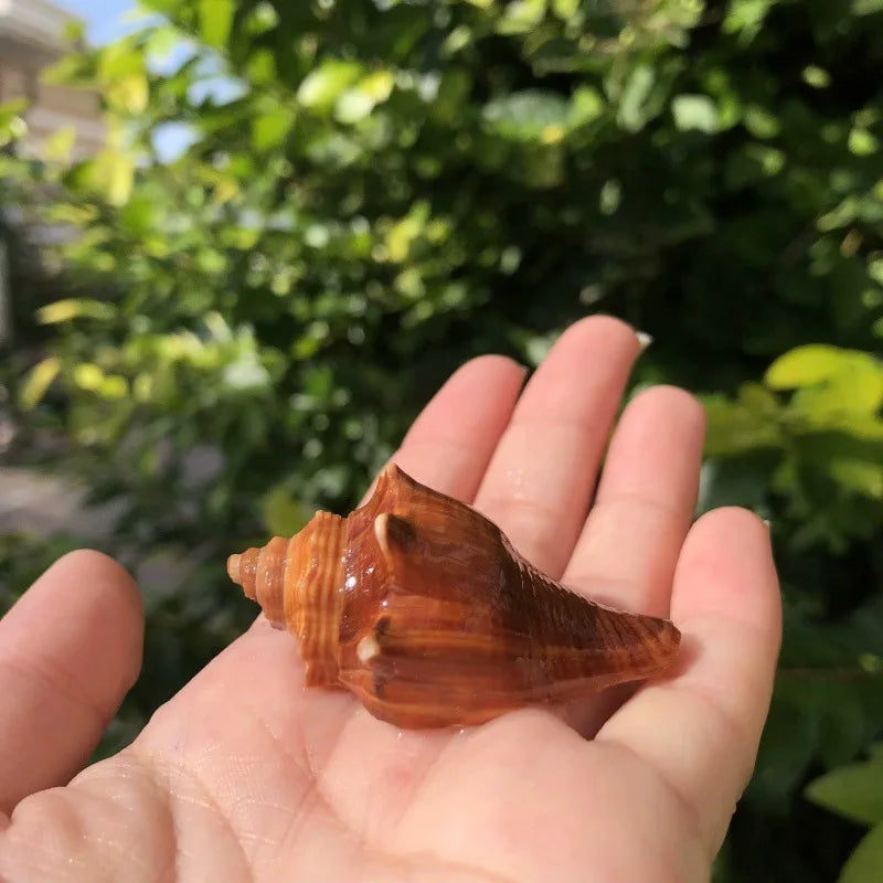 Polished Natural Shells 1.6 Inch | Bulk MOQ 1 pc