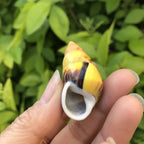 Polished Natural Shells 1.6 Inch | Bulk MOQ 1 pc