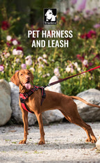 Truelove Pet Harness Set with Logo | 10 MOQ | 7-Day Lead