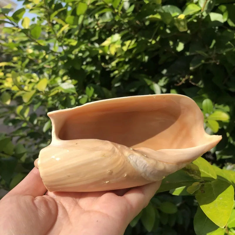 Polished Natural Shells 1.6 Inch | Bulk MOQ 1 pc