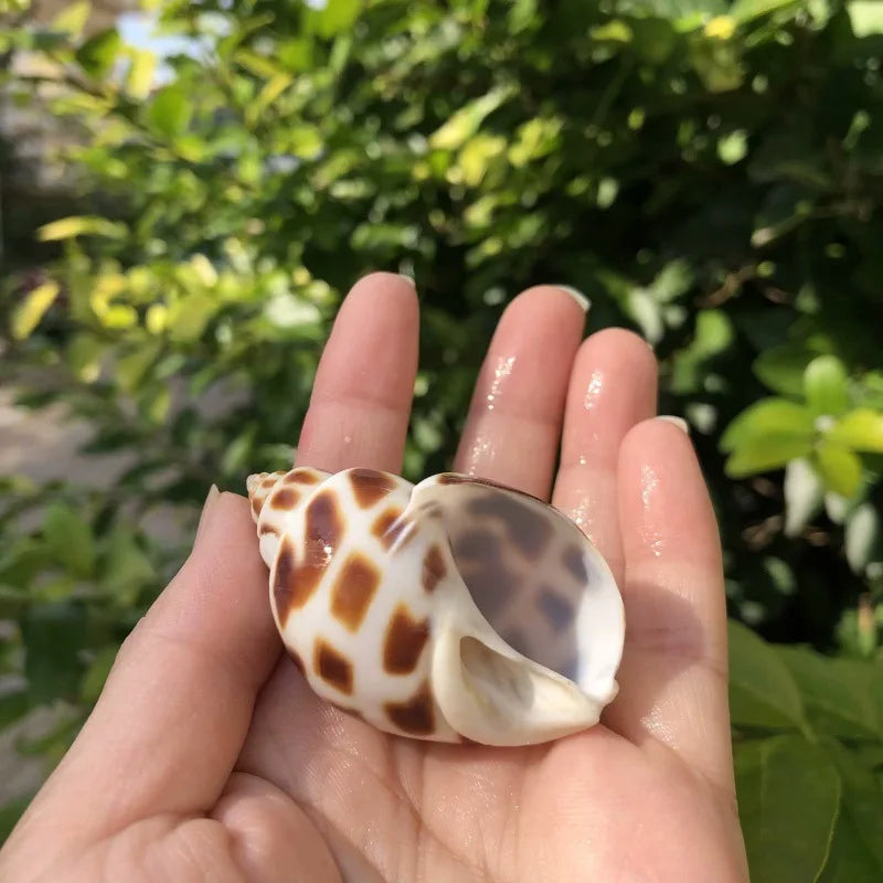 Polished Natural Shells 1.6 Inch | Bulk MOQ 1 pc