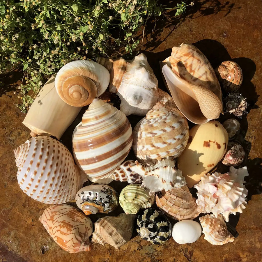 Polished Natural Shells 1.6 Inch | Bulk MOQ 1 pc