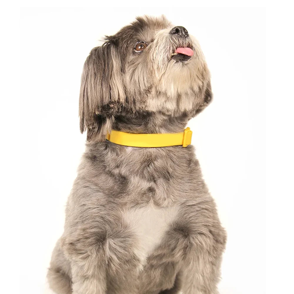 Custom PVC Dog Collar | Waterproof Non-Slip Pet Collar