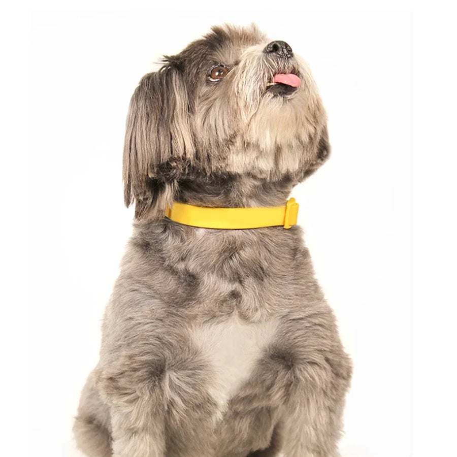 Custom PVC Dog Collar | Waterproof Non-Slip Pet Collar
