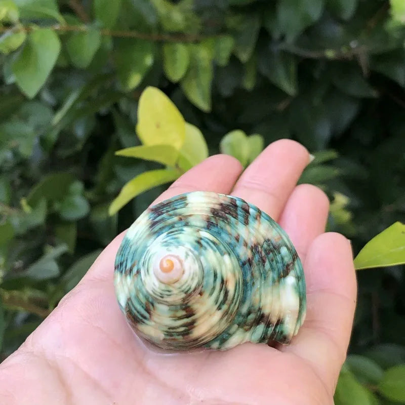 Polished Natural Shells 1.6 Inch | Bulk MOQ 1 pc