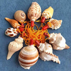 Natural Shell Whistles | Souvenir Gifts | Wholesale Pricing