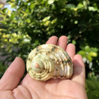 Polished Natural Shells 1.6 Inch | Bulk MOQ 1 pc
