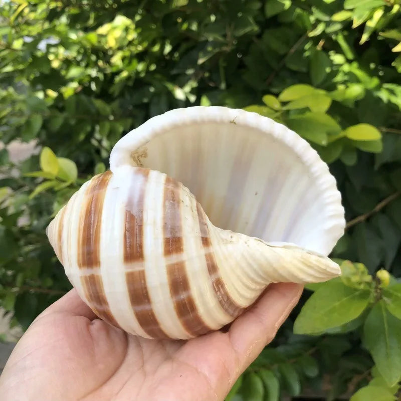 Polished Natural Shells 1.6 Inch | Bulk MOQ 1 pc