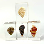Custom Resin Conch Shell Paperweight | Clear Home Decor MOQ 2