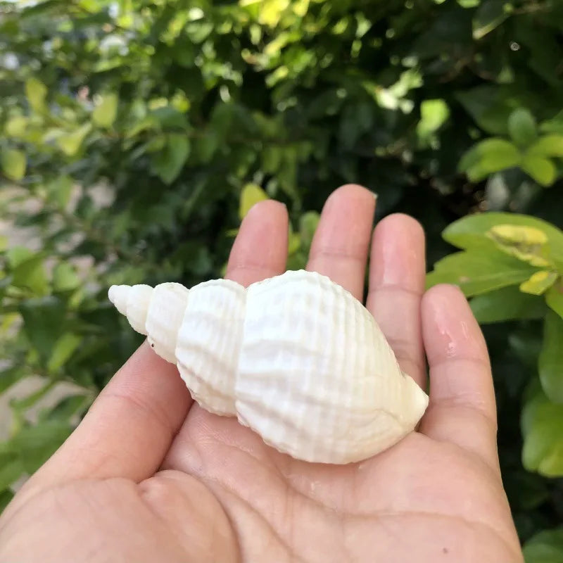 Polished Natural Shells 1.6 Inch | Bulk MOQ 1 pc