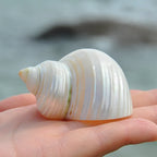 Polished Natural Shells 1.6 Inch | Bulk MOQ 1 pc