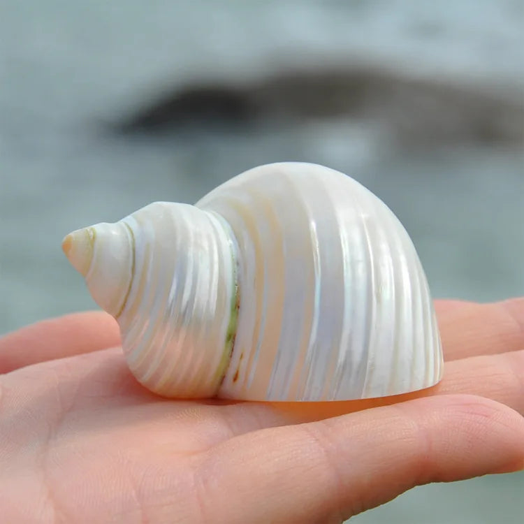 Polished Natural Shells 1.6 Inch | Bulk MOQ 1 pc