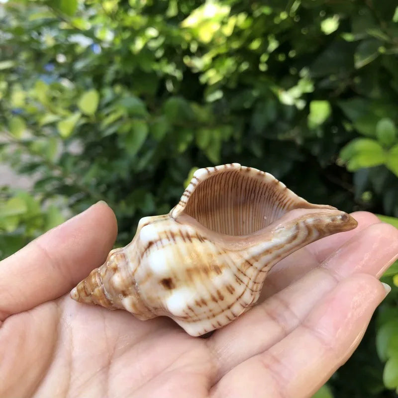 Polished Natural Shells 1.6 Inch | Bulk MOQ 1 pc