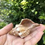 Polished Natural Shells 1.6 Inch | Bulk MOQ 1 pc