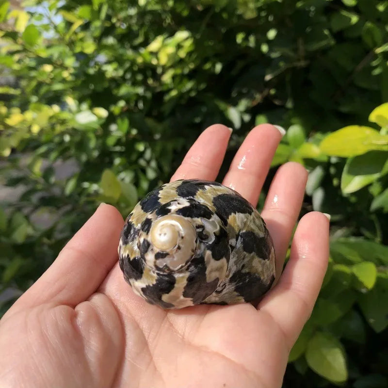 Polished Natural Shells 1.6 Inch | Bulk MOQ 1 pc
