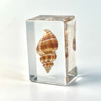 Custom Resin Conch Shell Paperweight | Clear Home Decor MOQ 2