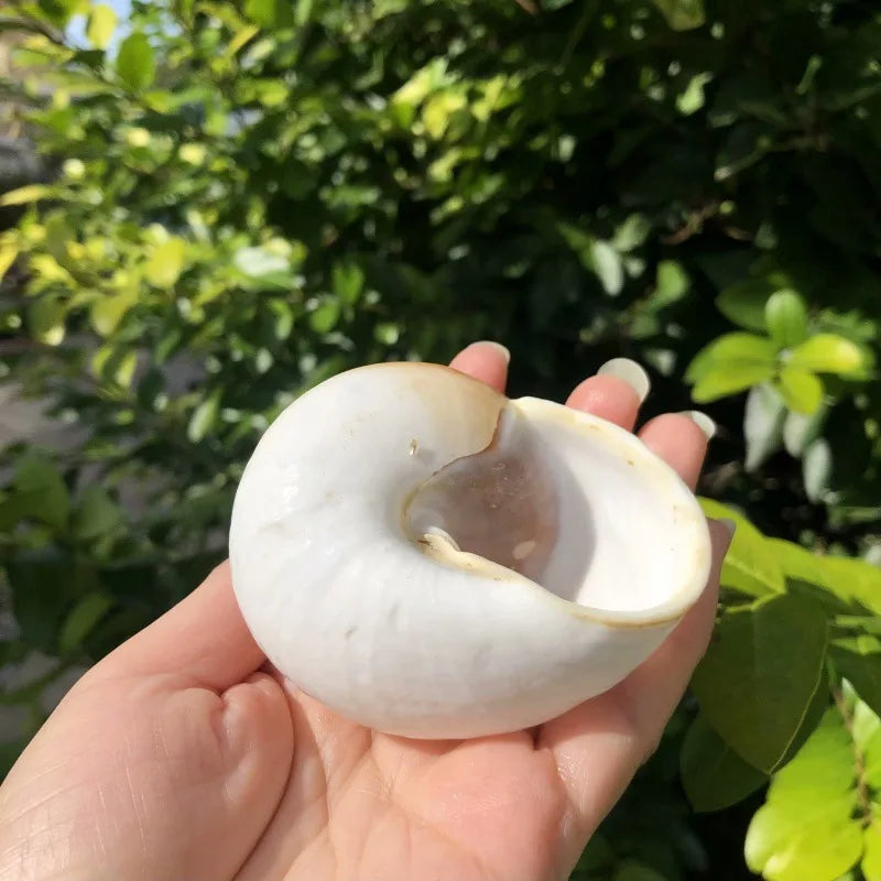 Polished Natural Shells 1.6 Inch | Bulk MOQ 1 pc