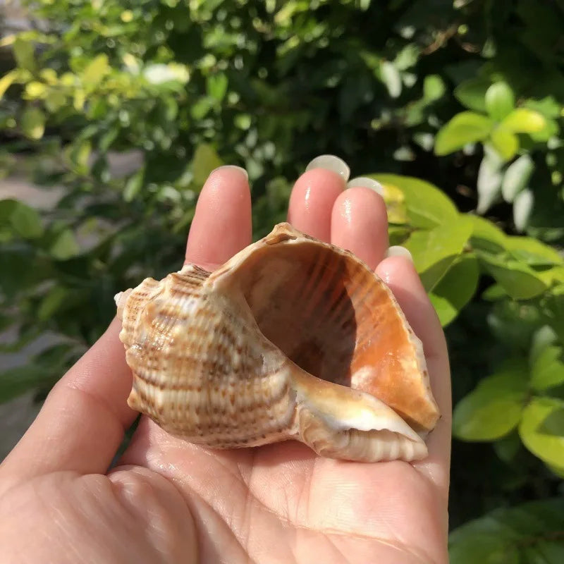 Polished Natural Shells 1.6 Inch | Bulk MOQ 1 pc