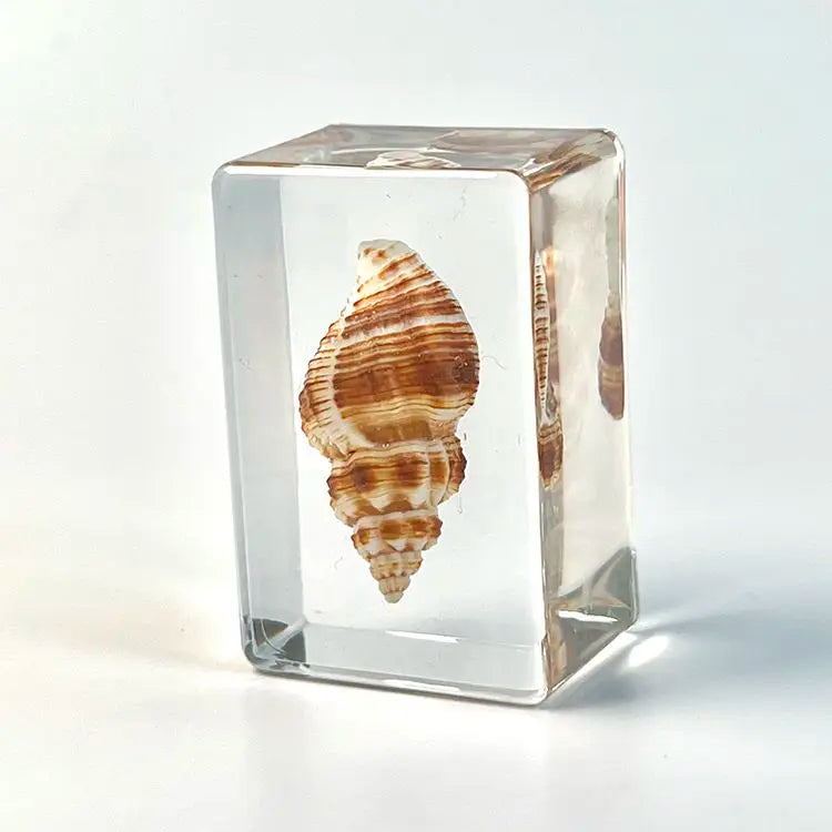 Custom Resin Conch Shell Paperweight | Clear Home Decor MOQ 2