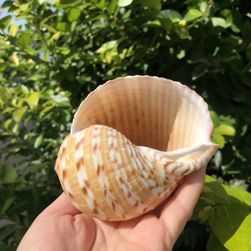 Polished Natural Shells 1.6 Inch | Bulk MOQ 1 pc