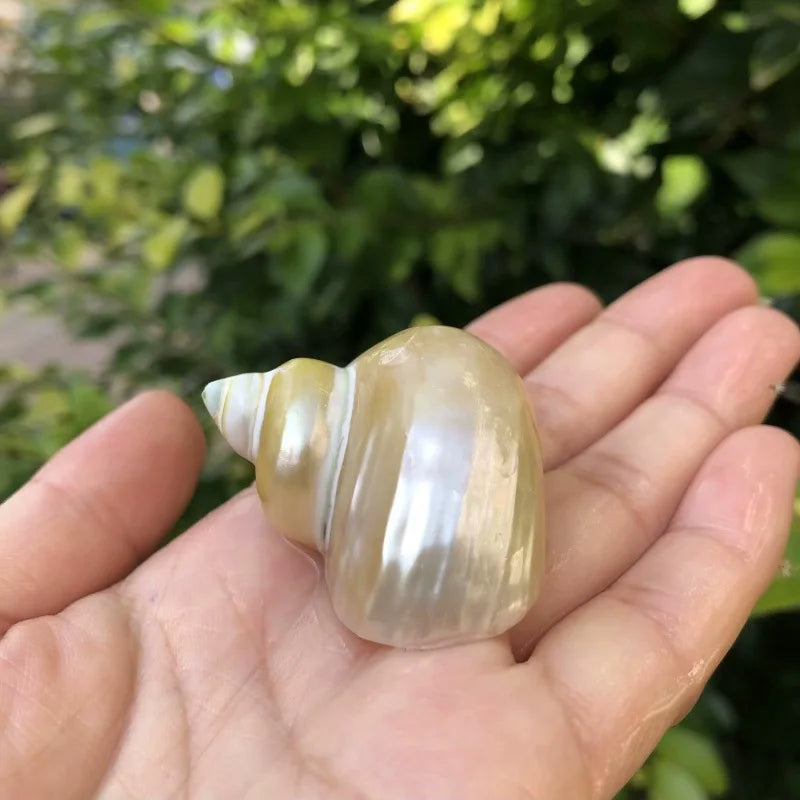 Polished Natural Shells 1.6 Inch | Bulk MOQ 1 pc