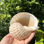 Polished Natural Shells 1.6 Inch | Bulk MOQ 1 pc