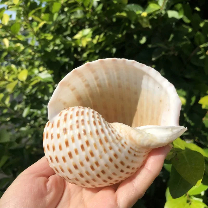 Polished Natural Shells 1.6 Inch | Bulk MOQ 1 pc
