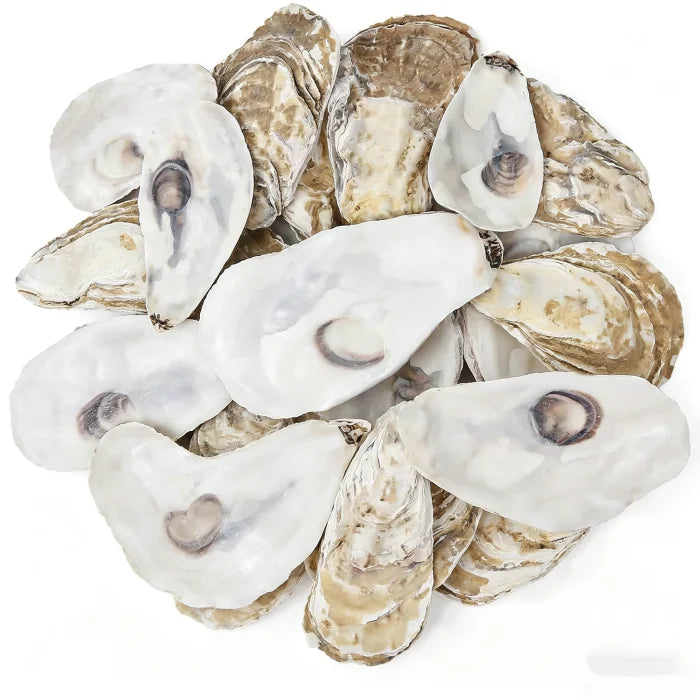 Custom Oyster Shell Crafts: 50 MOQ, 28-Day Lead, Handmade | Eco-Friendly Souvenir & Gift Decor