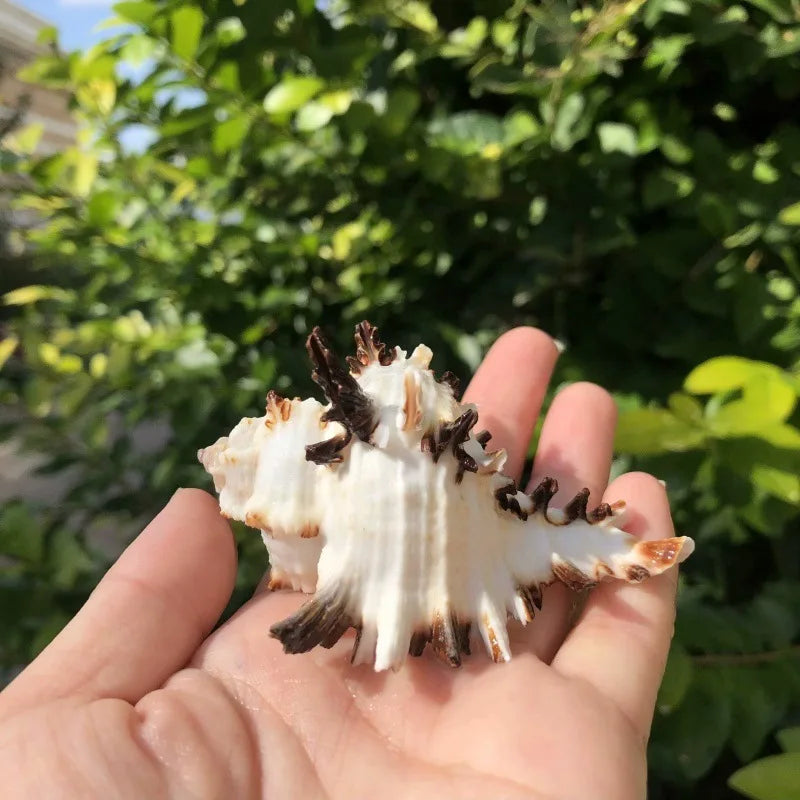 Polished Natural Shells 1.6 Inch | Bulk MOQ 1 pc