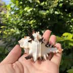 Polished Natural Shells 1.6 Inch | Bulk MOQ 1 pc