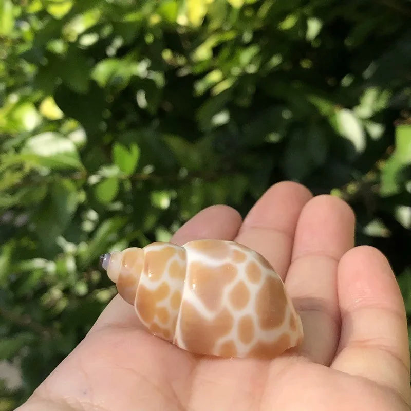 Polished Natural Shells 1.6 Inch | Bulk MOQ 1 pc