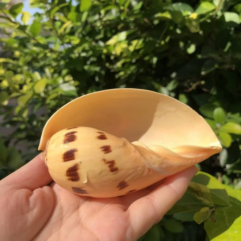 Polished Natural Shells 1.6 Inch | Bulk MOQ 1 pc