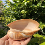 Polished Natural Shells 1.6 Inch | Bulk MOQ 1 pc