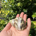 Polished Natural Shells 1.6 Inch | Bulk MOQ 1 pc