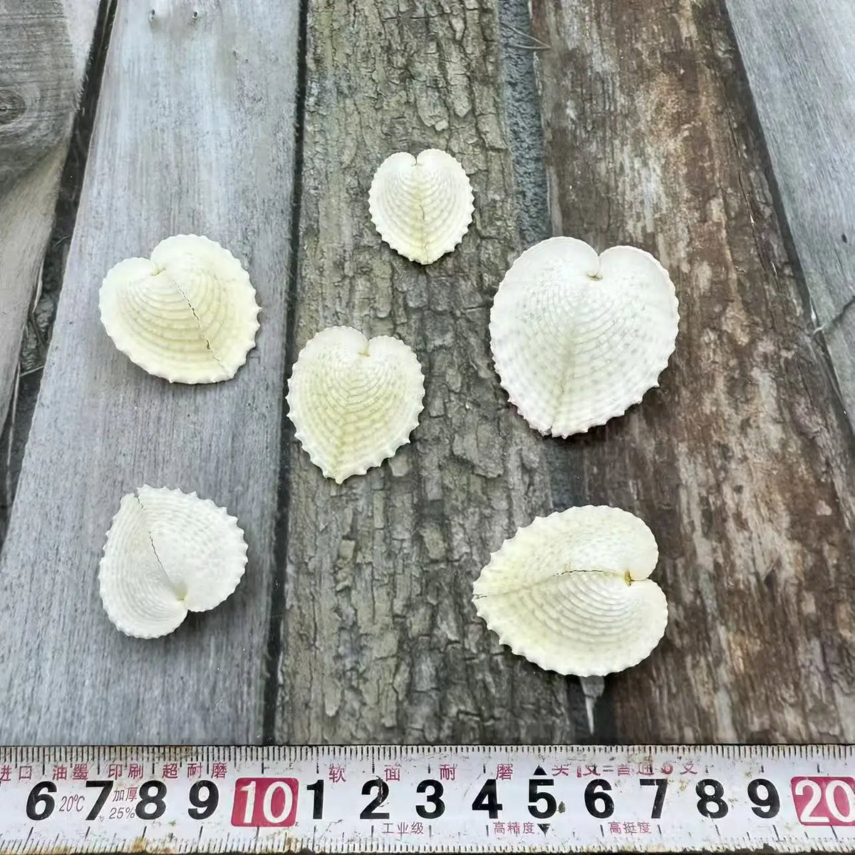 Natural Shell Pendants 50 pcs | Wholesale Craft Charms