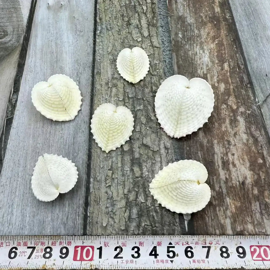 Natural Shell Pendants 50 pcs | Wholesale Craft Charms