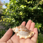 Polished Natural Shells 1.6 Inch | Bulk MOQ 1 pc