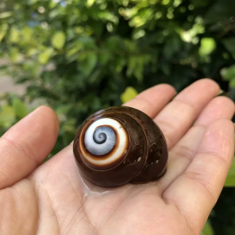 Polished Natural Shells 1.6 Inch | Bulk MOQ 1 pc