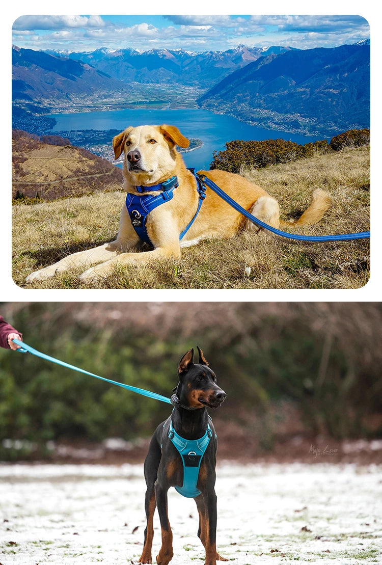 Truelove Pet Harness Set with Logo | 10 MOQ | 7-Day Lead
