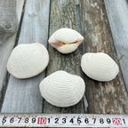 Natural Shell Pendants 50 pcs | Wholesale Craft Charms