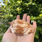 Polished Natural Shells 1.6 Inch | Bulk MOQ 1 pc
